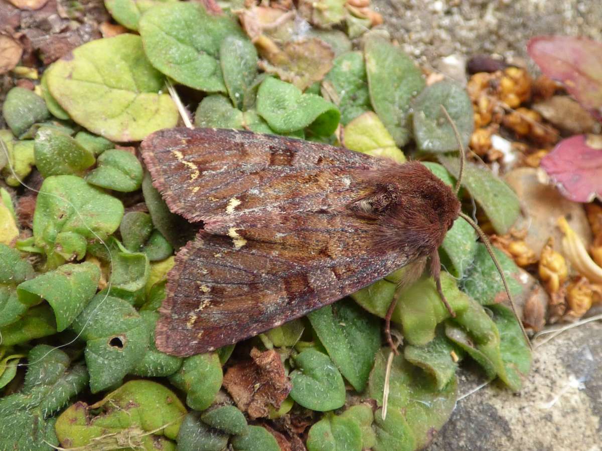 Broom Moth (Ceramica pisi) photographed in Kent by Tony King 