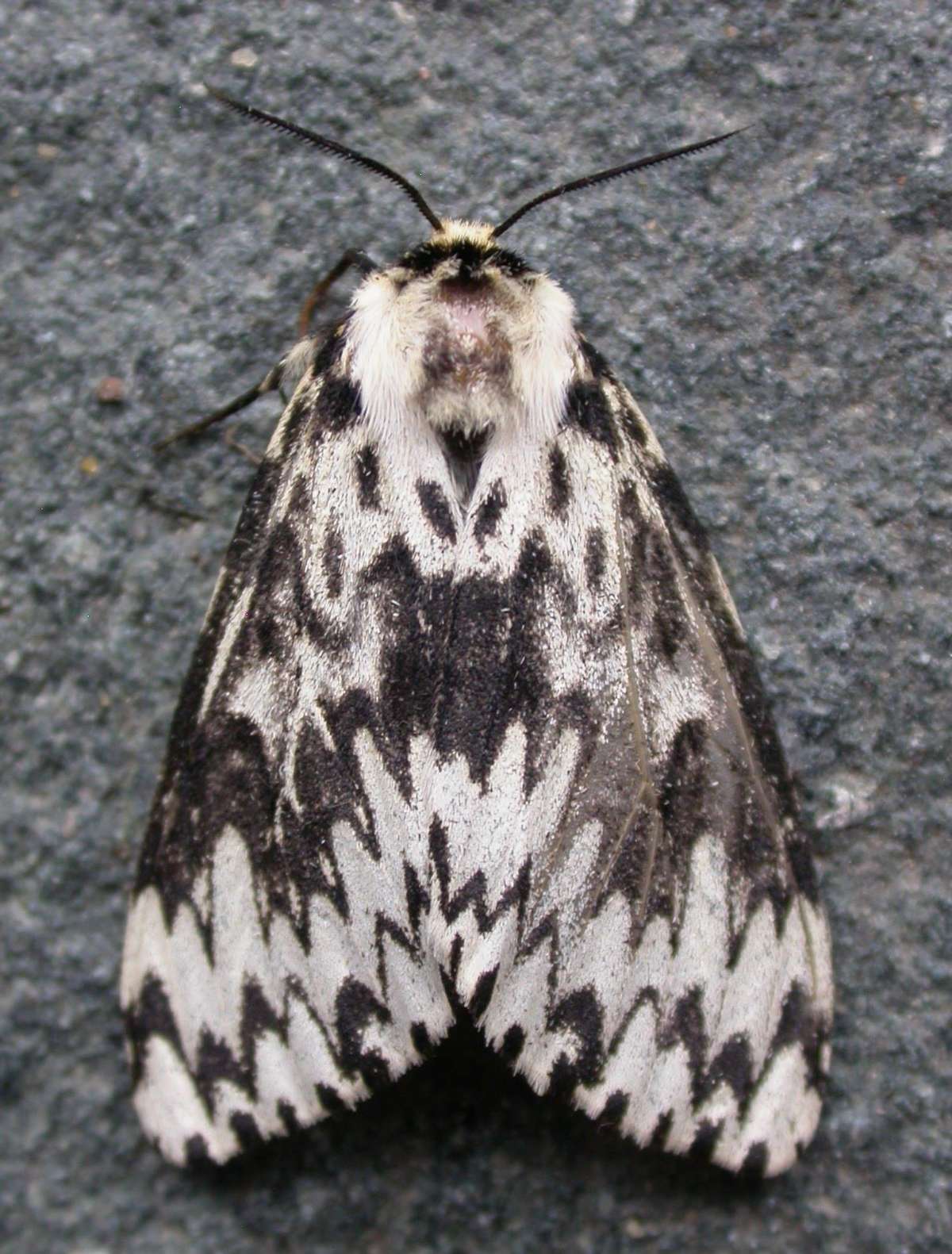 Black Arches (Lymantria monacha) photographed in Kent by Ross Newham 