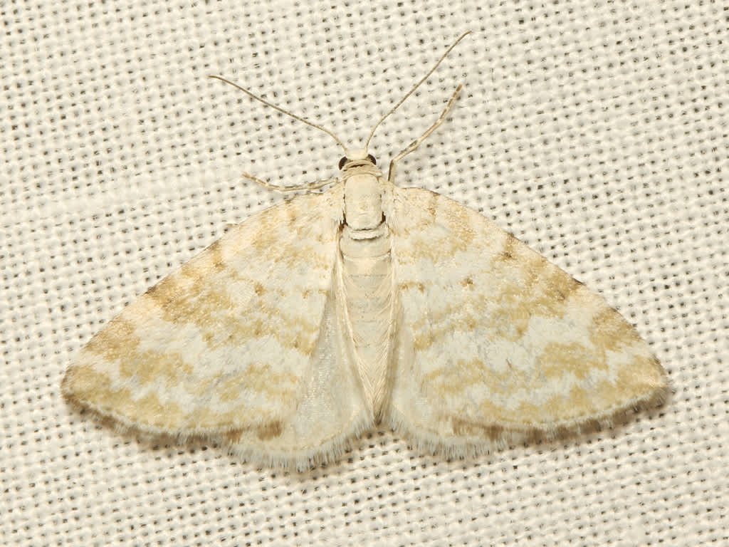 Grass Rivulet (Perizoma albulata) photographed in Kent by David Beadle 