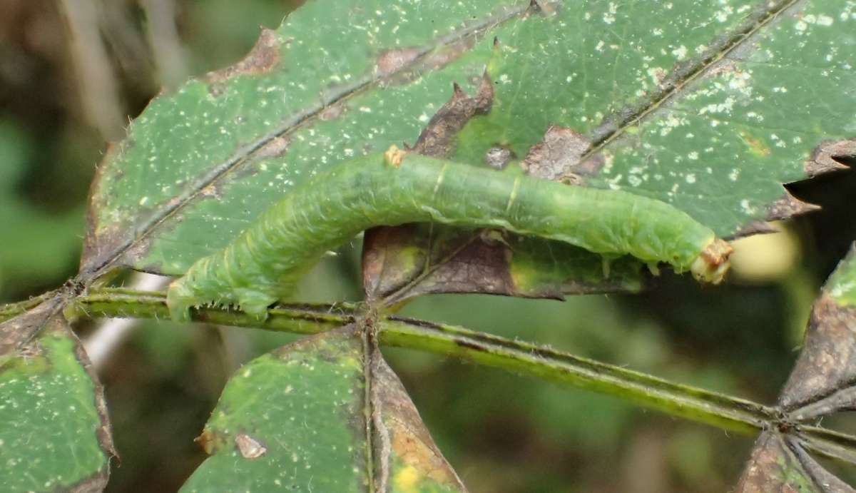 Brimstone Moth (Opisthograptis luteolata) photographed in Kent by Andrew Stanger 