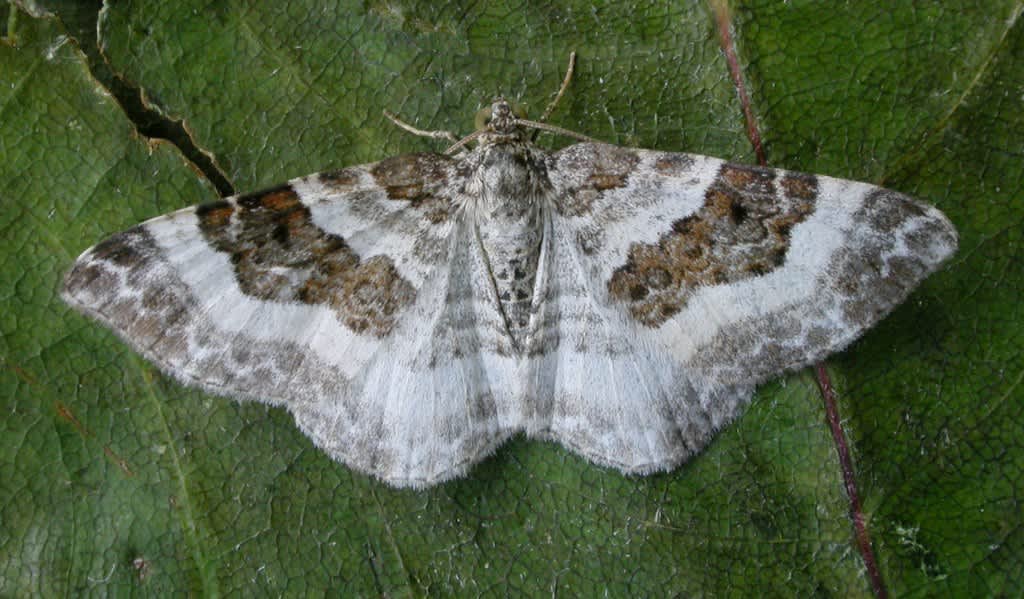 Wood Carpet (Epirrhoe rivata) photographed in Kent by David Beadle 