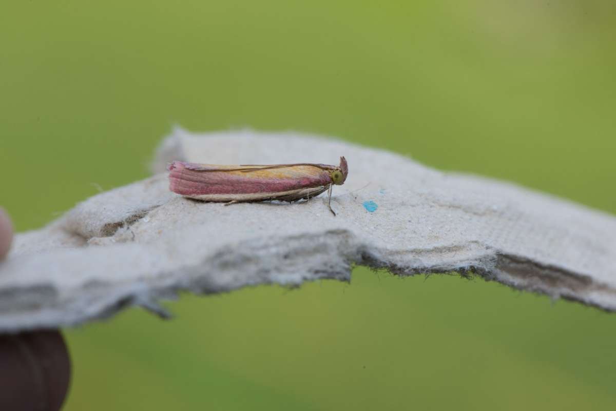 Rosy-striped Knot-horn (Oncocera semirubella) photographed in Kent by Lester Barnes