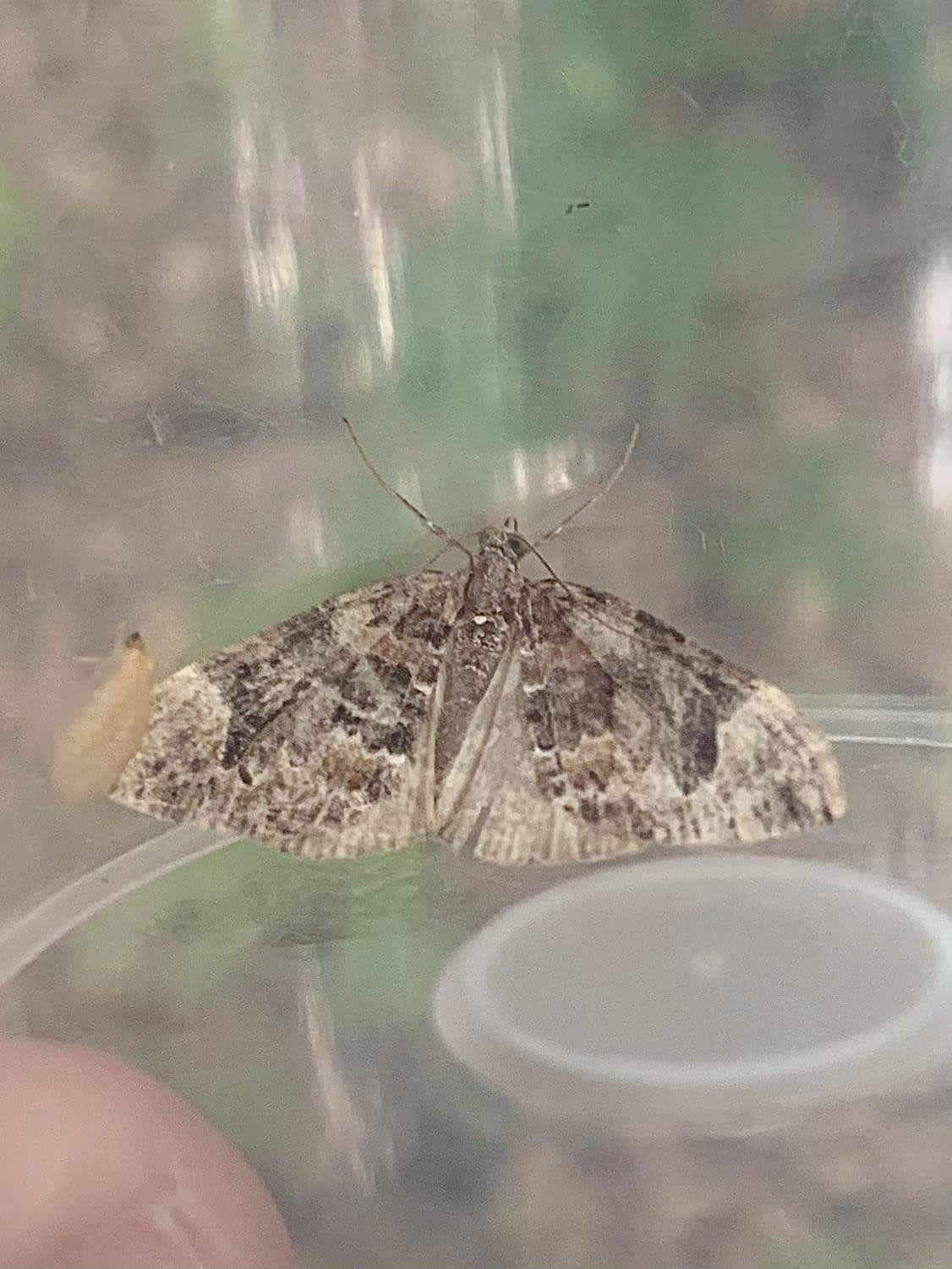 Dark Marbled Carpet (Dysstroma citrata) photographed in Kent by Oliver Bournat