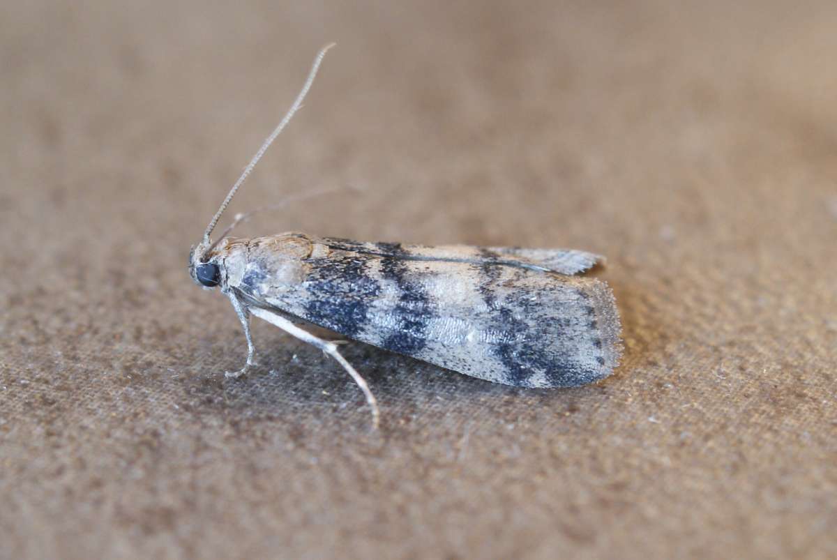 Ash-bark Knot-horn (Euzophera pinguis) photographed at Aylesham  by Dave Shenton 