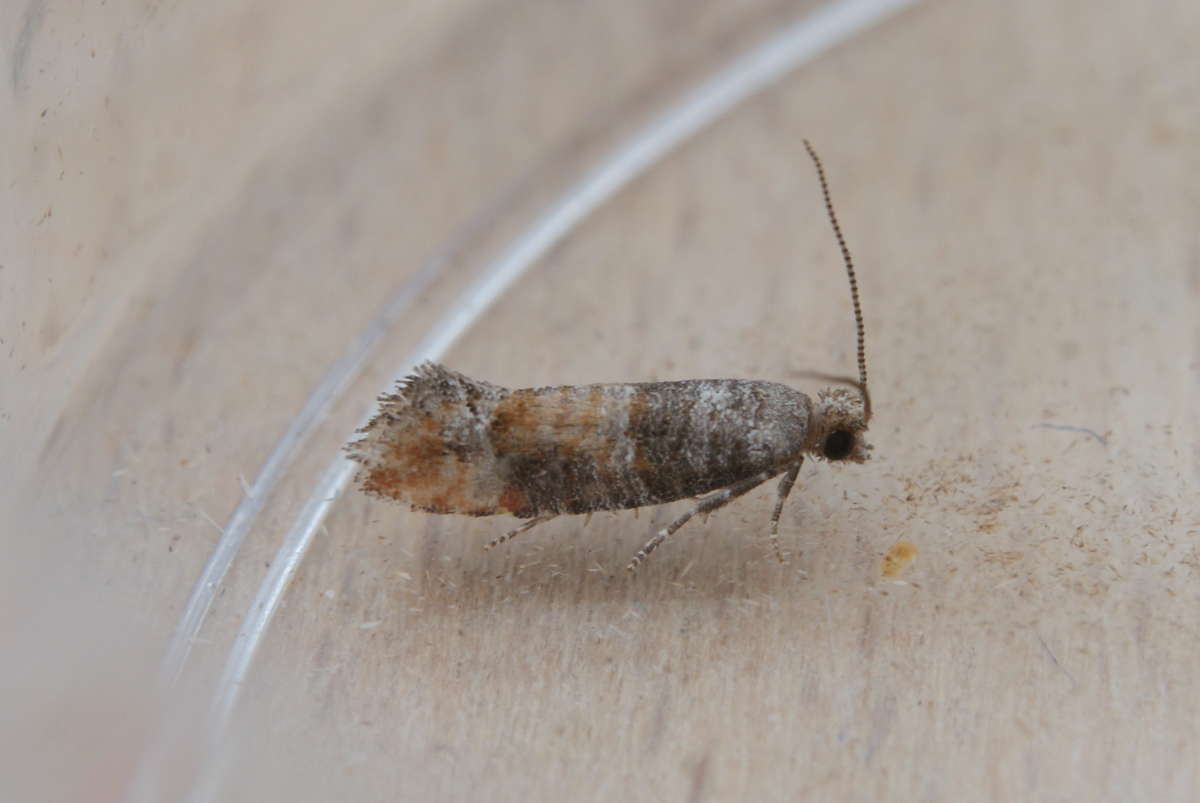 Pine Leaf-mining Moth (Clavigesta purdeyi) photographed at Aylesham  by Dave Shenton 