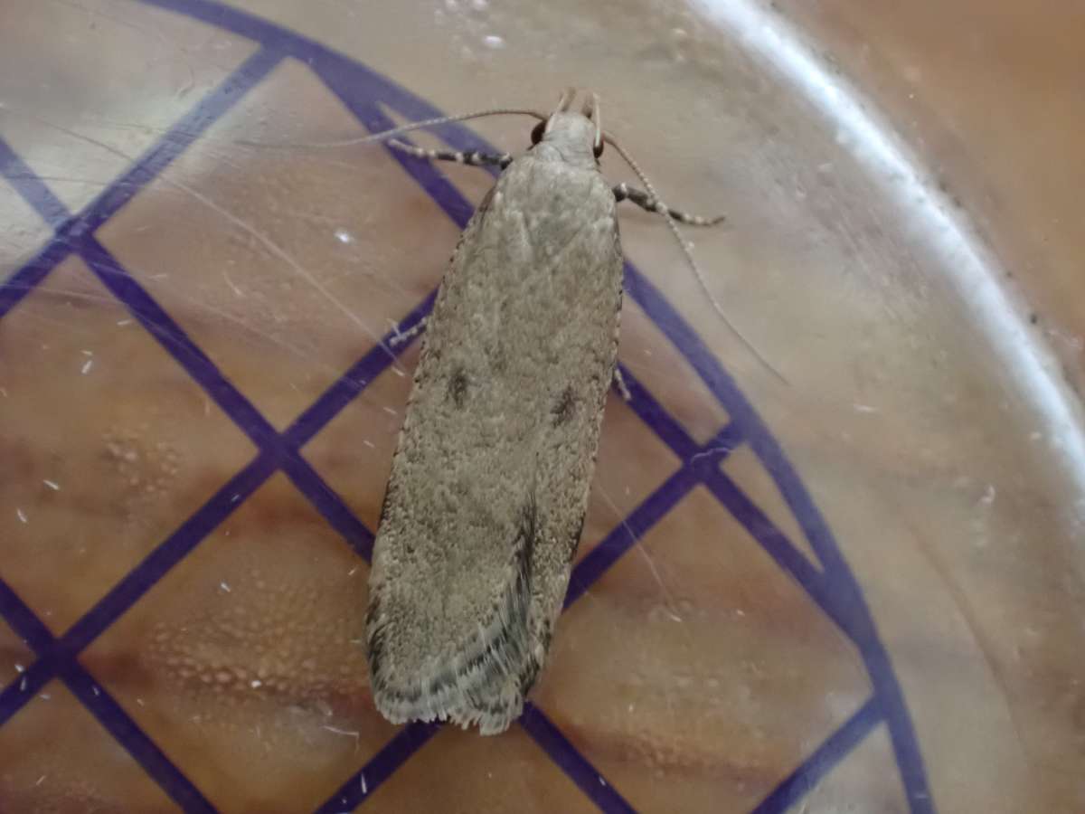 Hollyhock Seed Moth (Pexicopia malvella) photographed in Kent by Allan Beeney