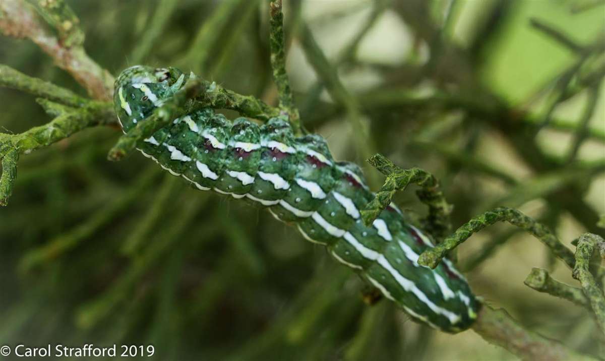 Blair's Shoulder-knot (Lithophane leautieri) photographed in Kent by Carol Strafford 