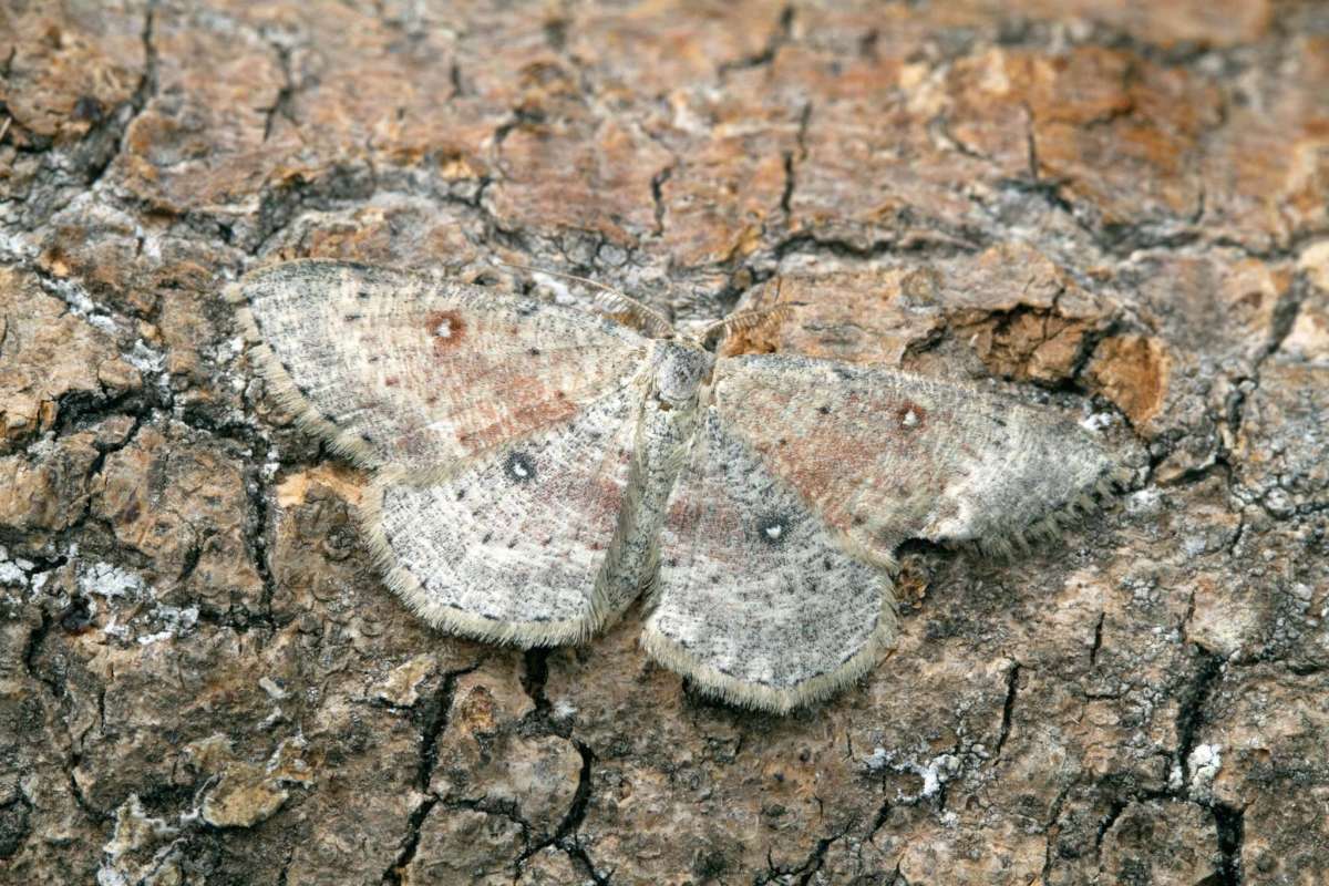 Birch Mocha (Cyclophora albipunctata) photographed at Cromer’s Wood by Kevin Button