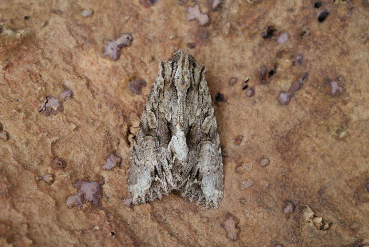 Dark Arches (Apamea monoglypha) photographed at Aylesham  by Dave Shenton 