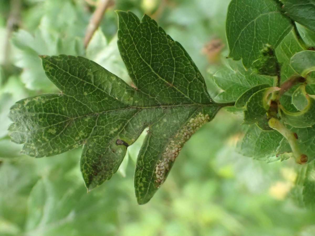 Common Thorn Midget (Phyllonorycter oxyacanthae) photographed in Kent by Dave Shenton 