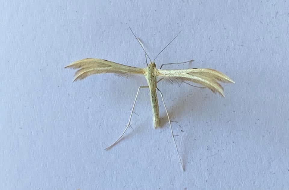 Dingy White Plume (Merrifieldia baliodactylus) photographed in Kent by Alan Roman 