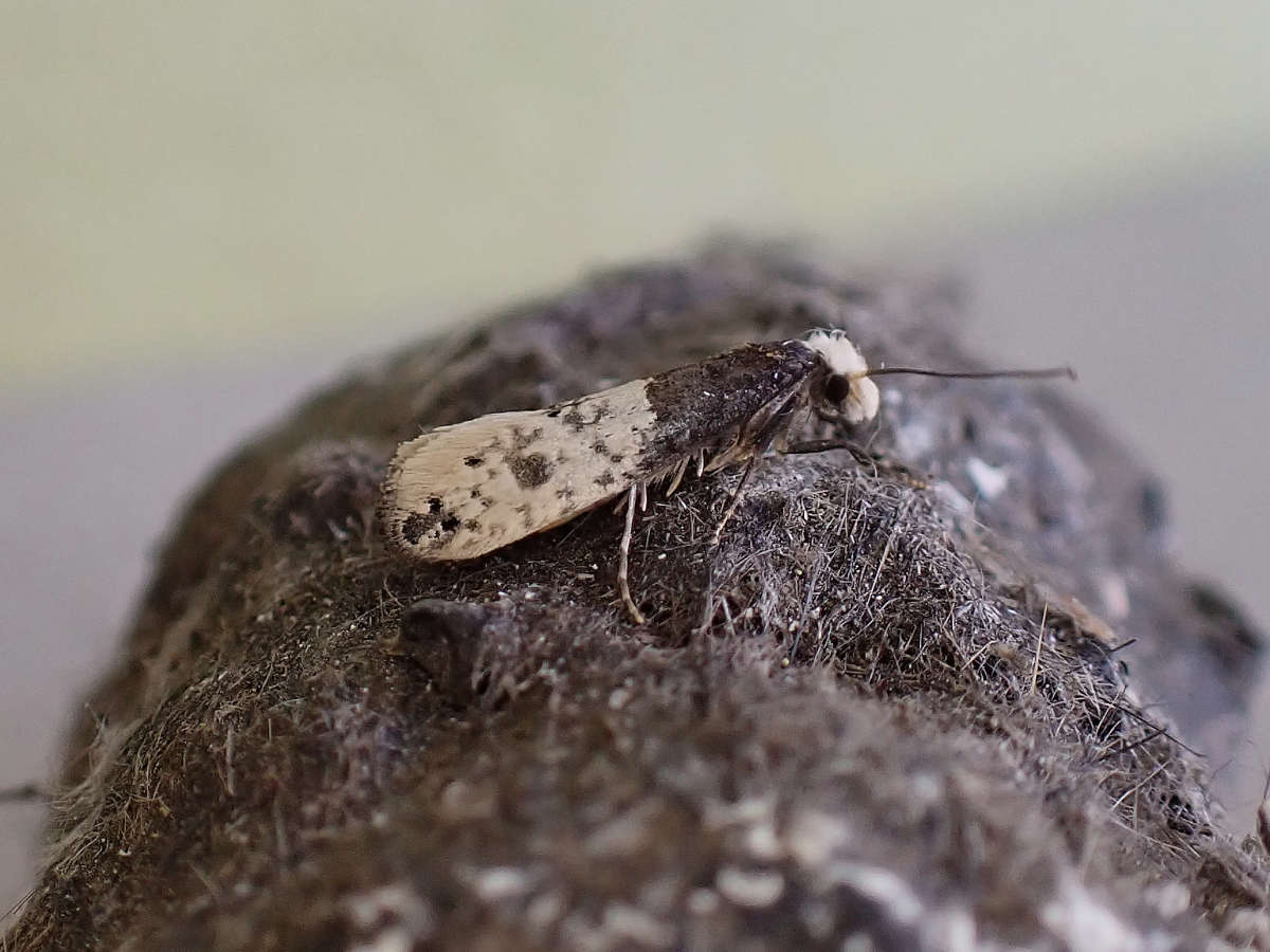 Tapestry Moth (Trichophaga tapetzella) photographed at Sheppey by Andy Taylor