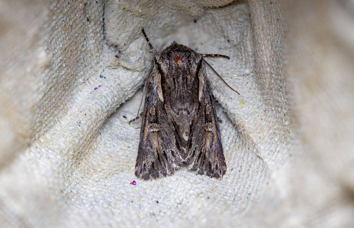 Pale-shouldered Cloud (Chloantha hyperici) photographed at Hythe Ranges by Robert Lee