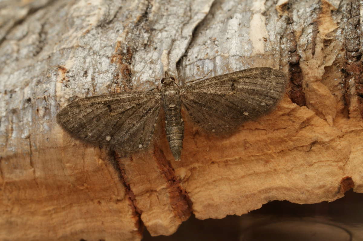 White-spotted Pug (Eupithecia tripunctaria) photographed at Aylesham  by Dave Shenton 
