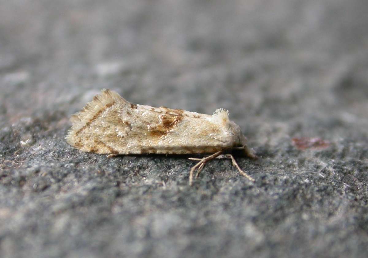 Straw Conch (Cochylimorpha straminea) photographed in Kent by Ross Newham