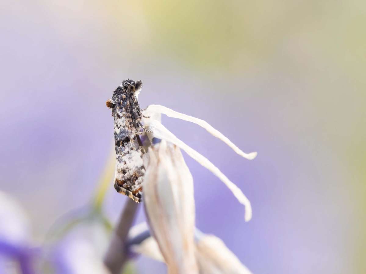 Bluebell Conch (Hysterophora maculosana) photographed in Kent by Alex Perry