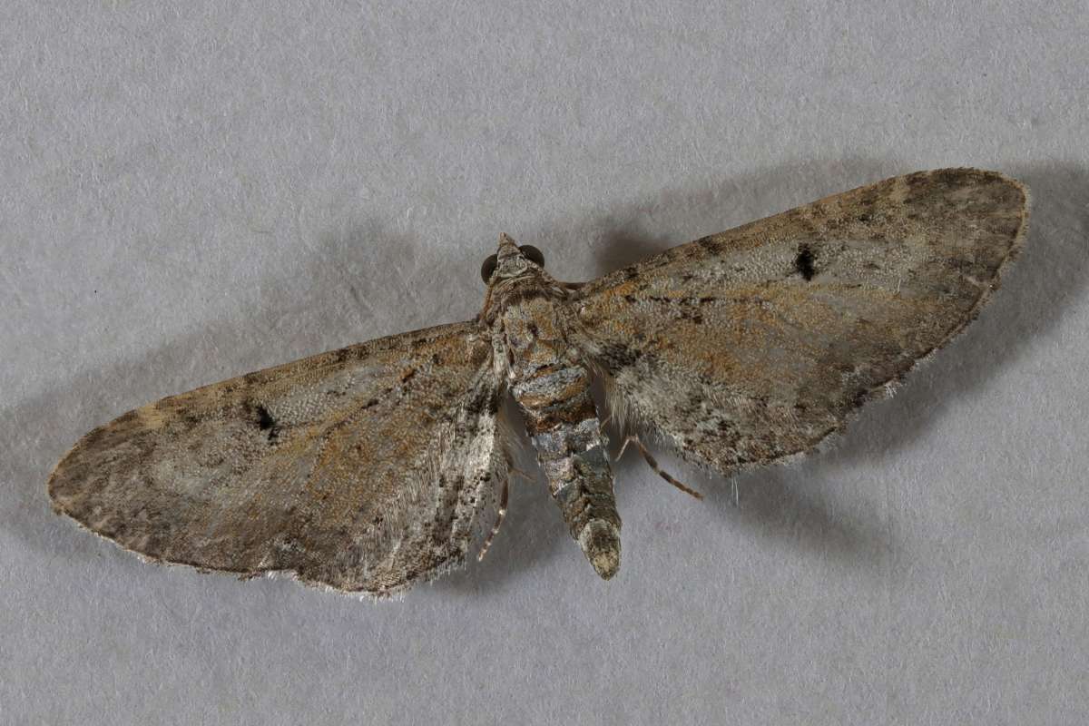 Pimpinel Pug (Eupithecia pimpinellata) photographed at Lydden  by Steve Cutt