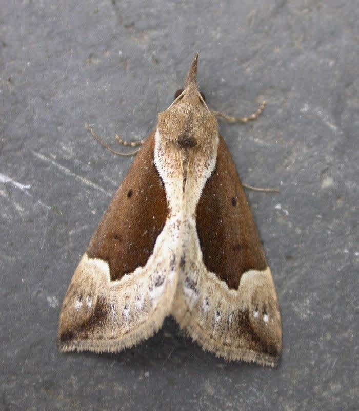 Beautiful Snout (Hypena crassalis) photographed in Kent by Ross Newham