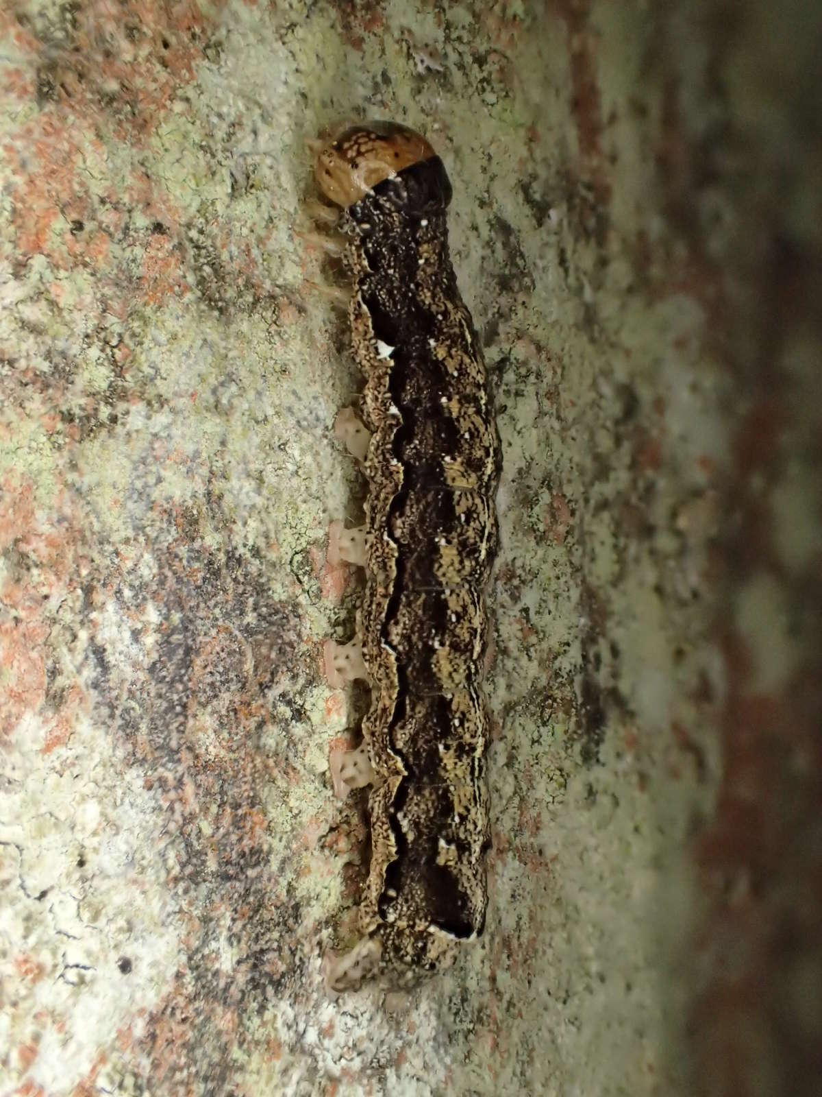 Twin-spotted Quaker (Anorthoa munda) photographed in Kent by Dave Shenton