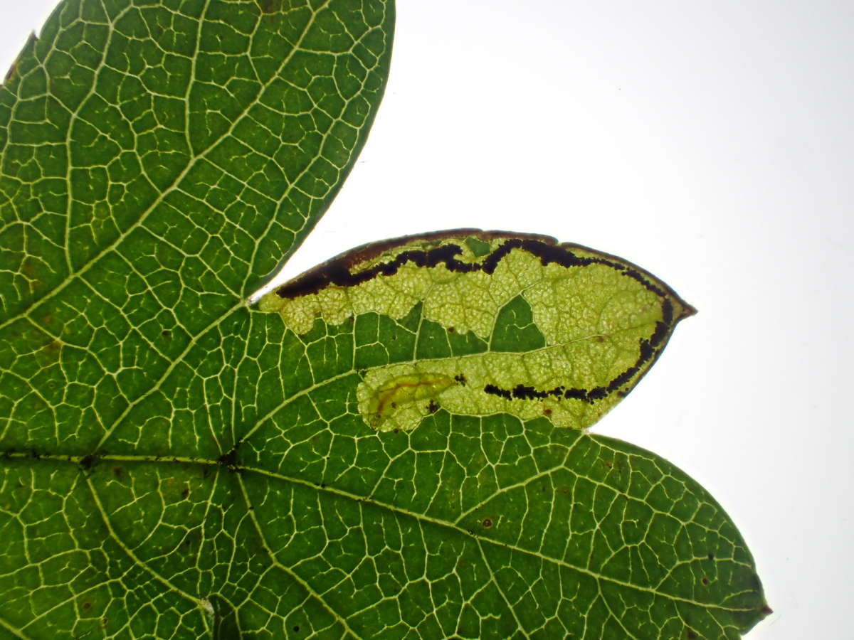 Purple-shot Pigmy (Stigmella regiella) photographed at Marden  by Dave Shenton