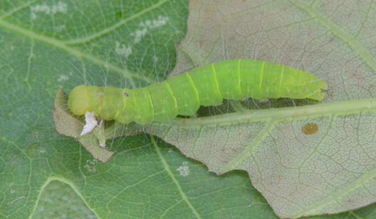 Oak Nycteoline (Nycteola revayana) photographed in Kent by Alan Stubbs