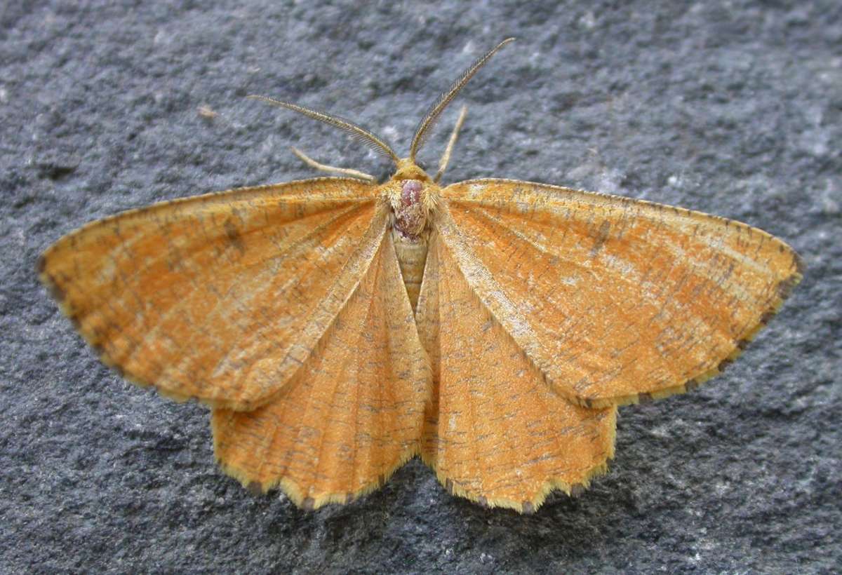 Orange Moth (Angerona prunaria) photographed in Kent by Ross Newham 