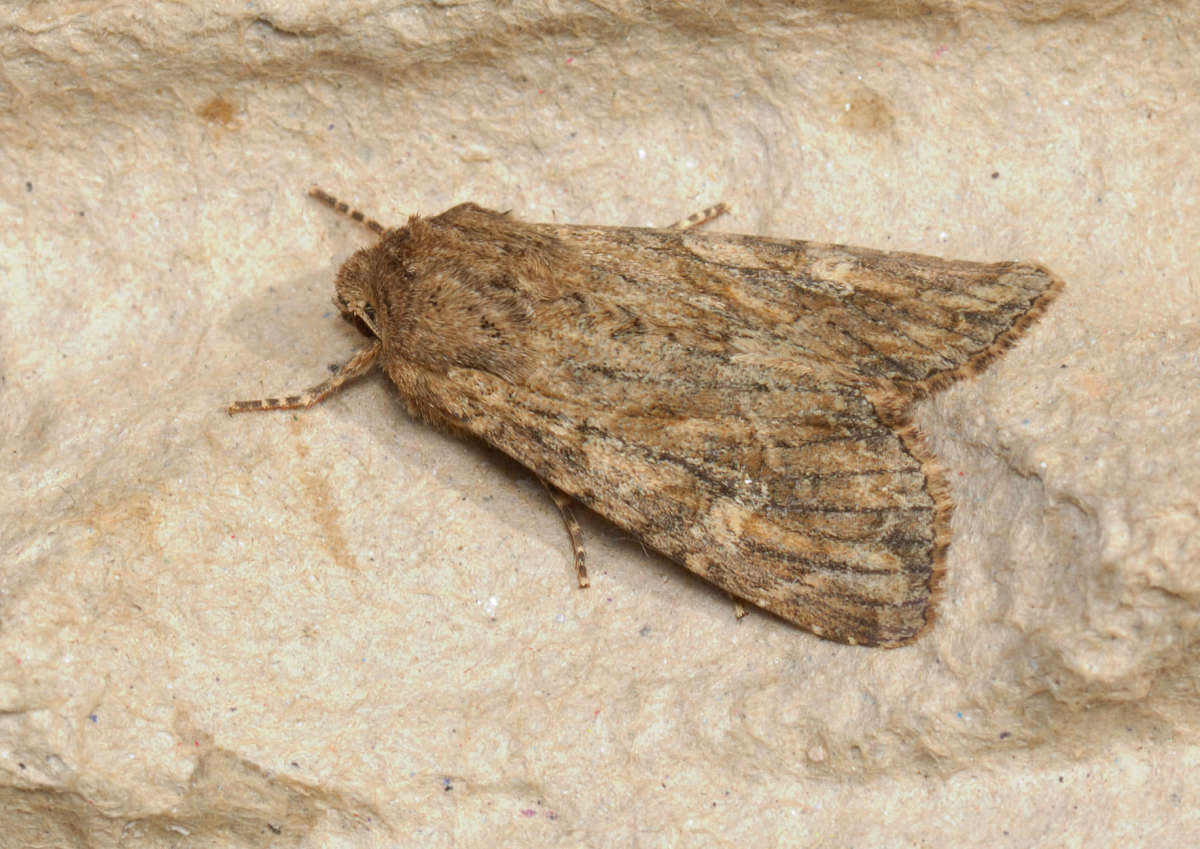 Large Nutmeg (Apamea anceps) photographed in Kent by Peter Maton