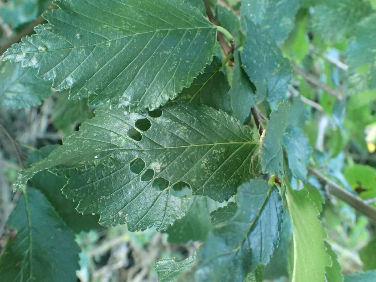 Brown Elm Bell (Epinotia abbreviana) photographed at Telegraph Farm, Tilmanstone by Dave Shenton 