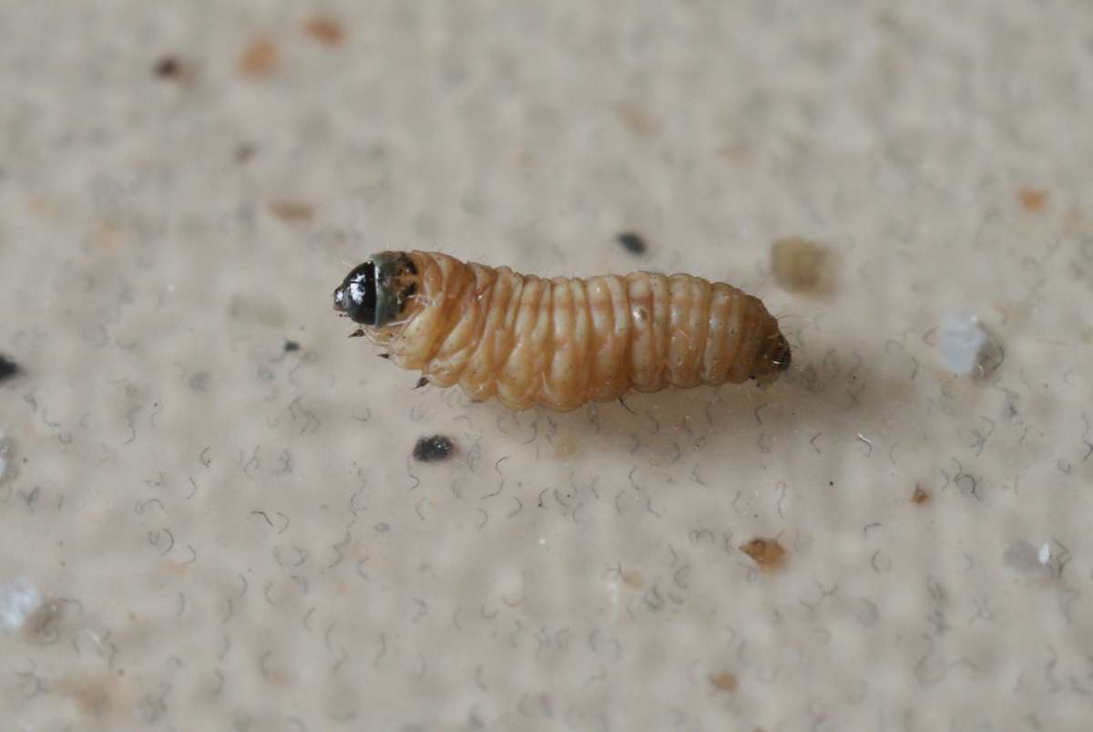 Silver Coast Conch (Aethes margaritana) photographed at Sandwich Bay by Dave Shenton 