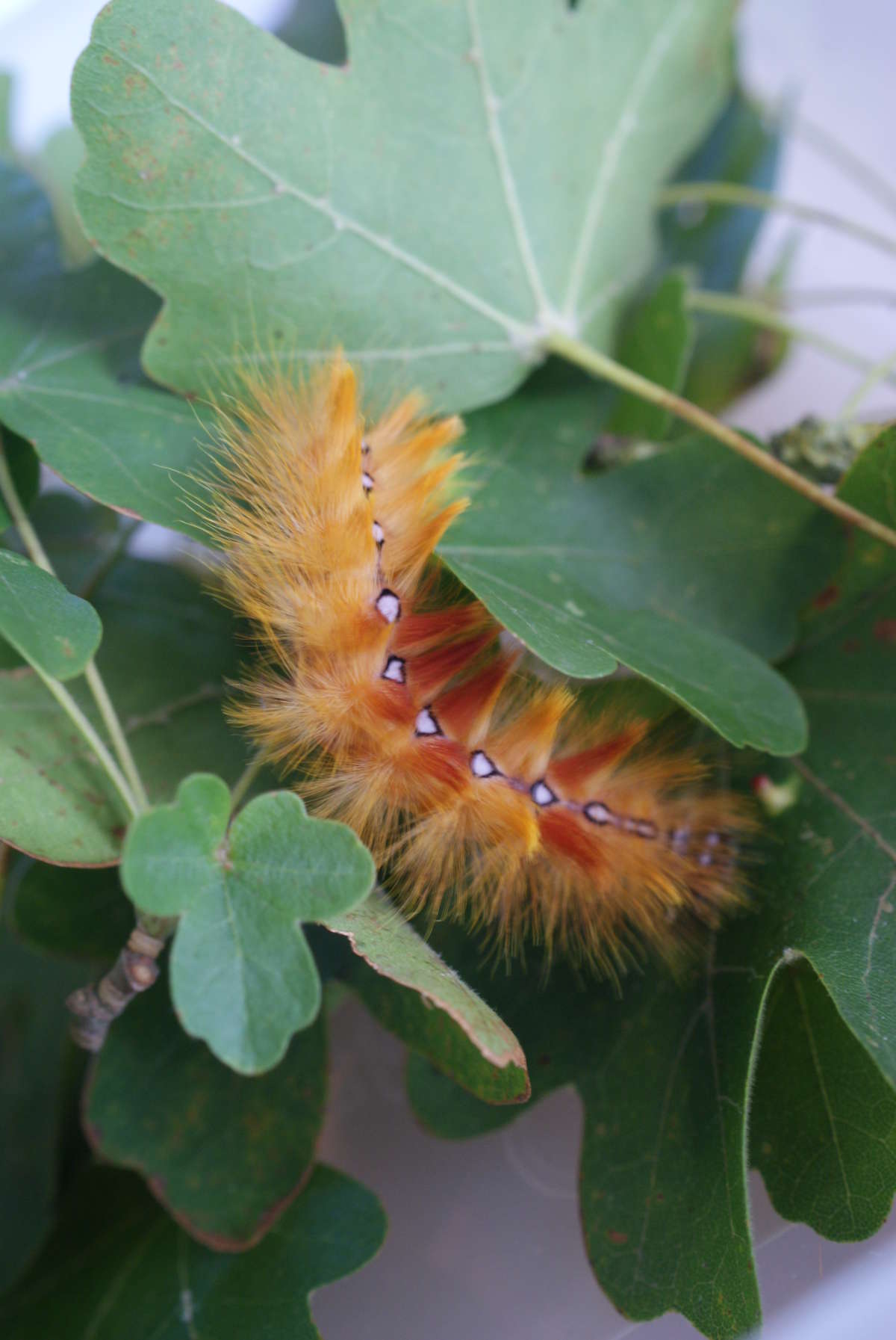 The Sycamore (Acronicta aceris) photographed in Kent by Dave Shenton