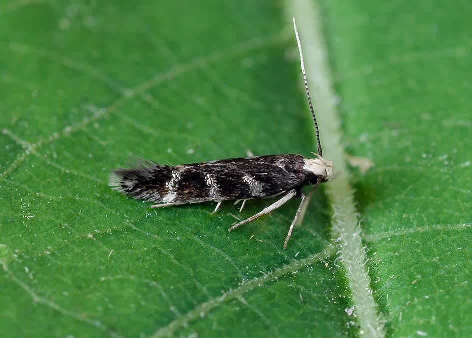 Painted Neb (Oxypteryx wilkella) photographed at Sandwich Bay by Darren Taylor 