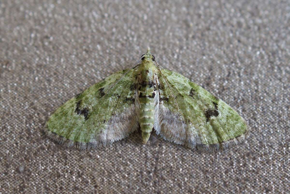 V-Pug (Chloroclystis v-ata) photographed in Kent by Dave Shenton 