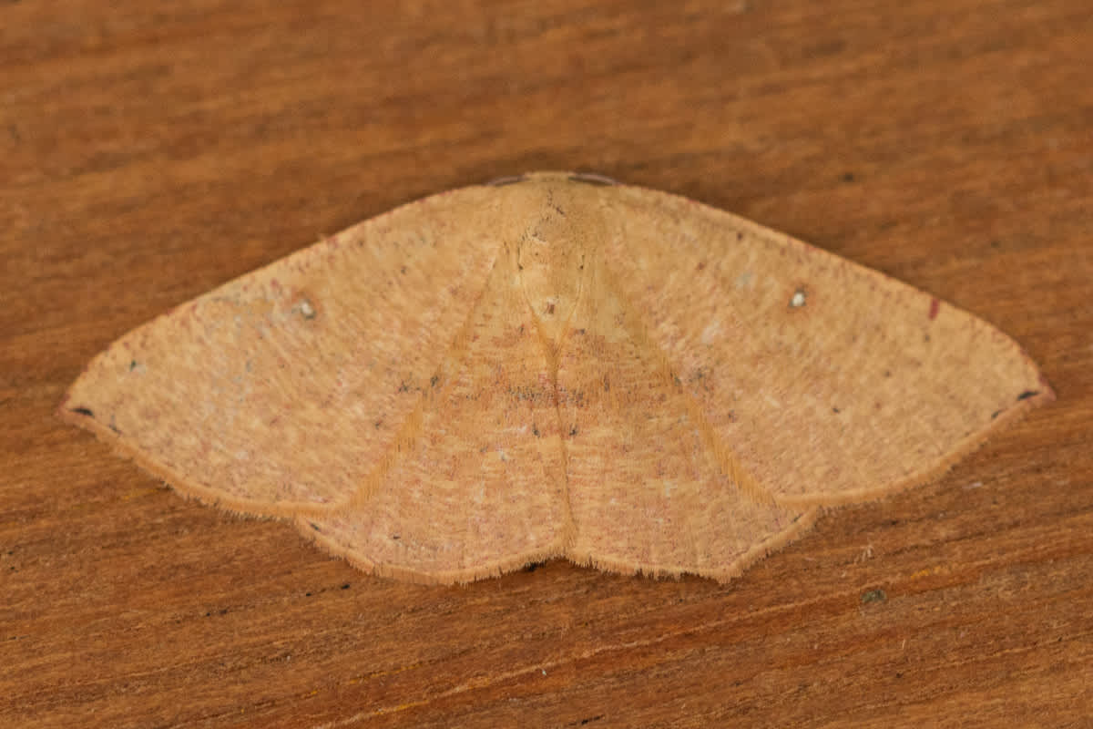 Blair's Mocha (Cyclophora puppillaria) photographed in Kent by Tony Morris 