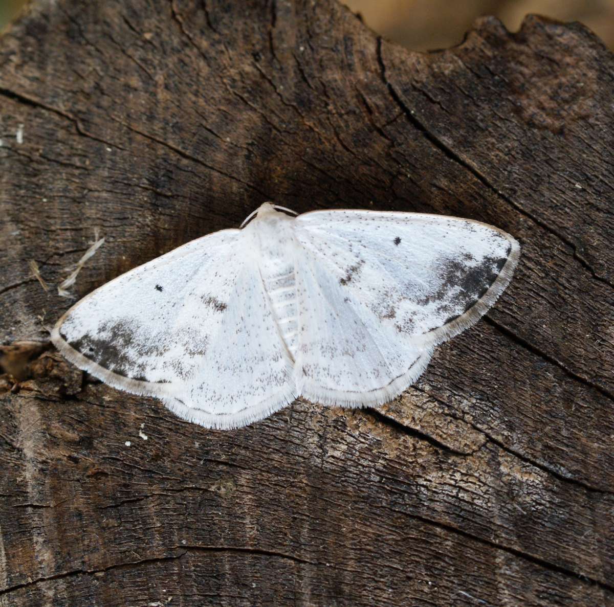 Clouded Silver (Lomographa temerata) photographed at Aylesham  by Dave Shenton 