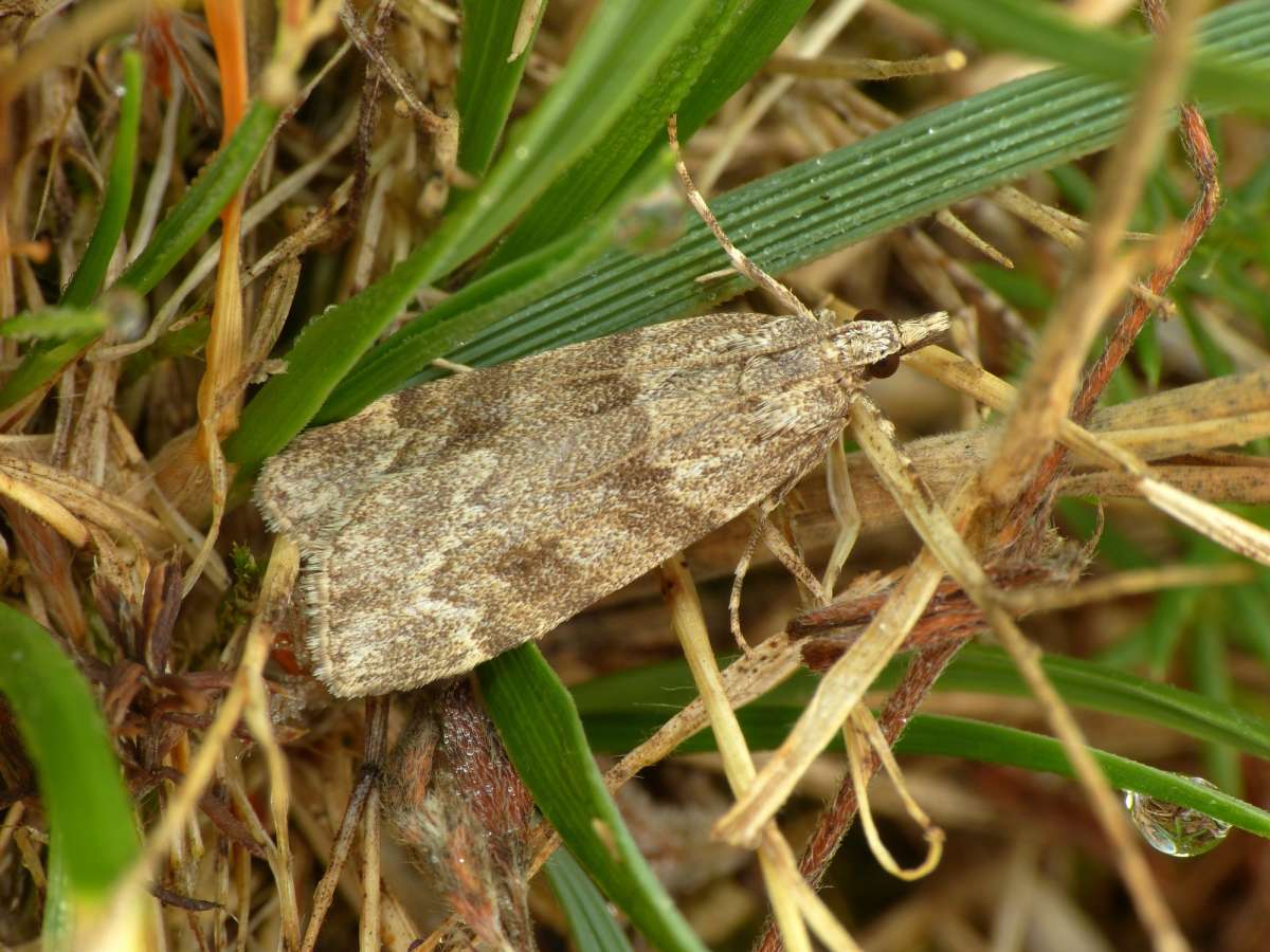 Large Grey (Scoparia subfusca) photographed in Kent by Chris Manley 