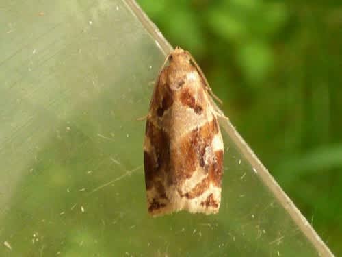 Variegated Golden Tortrix (Archips xylosteana) photographed in Kent by Tony King