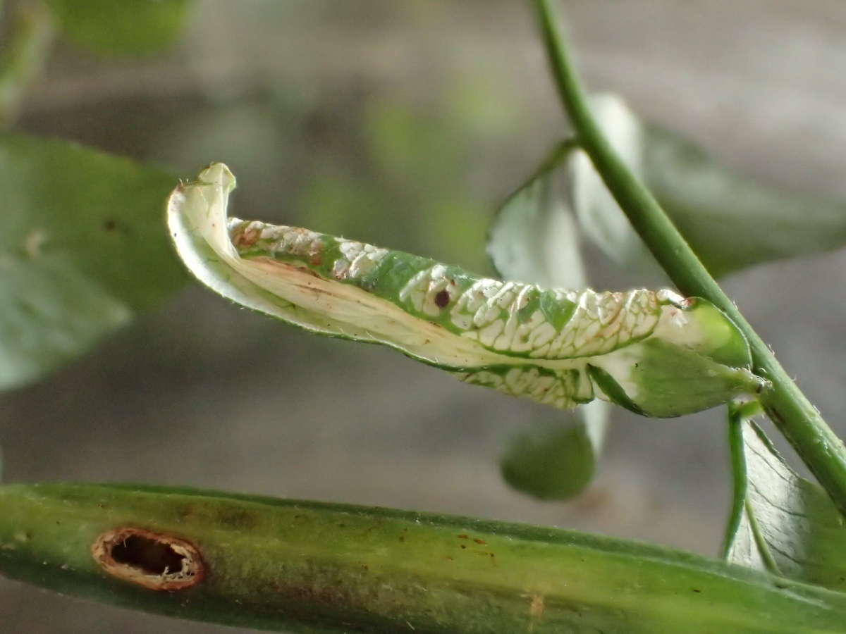 Vetch Midget (Phyllonorycter nigrescentella) photographed in Kent by Dave Shenton 