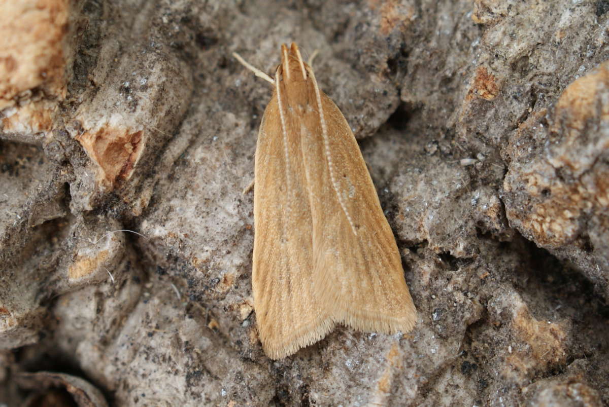 Orange Crest (Helcystogramma rufescens) photographed at Aylesham  by Dave Shenton 