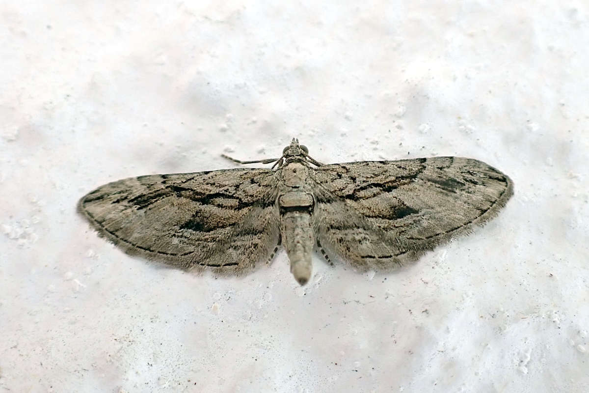 Cypress Pug (Eupithecia phoeniceata) photographed in Kent by Mark