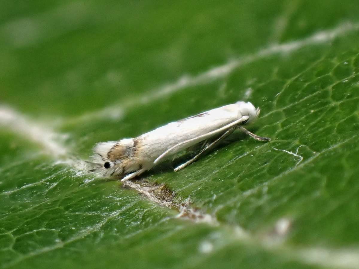 Kent Bent-wing (Phyllocnistis xenia) photographed in Kent by Antony Wren 