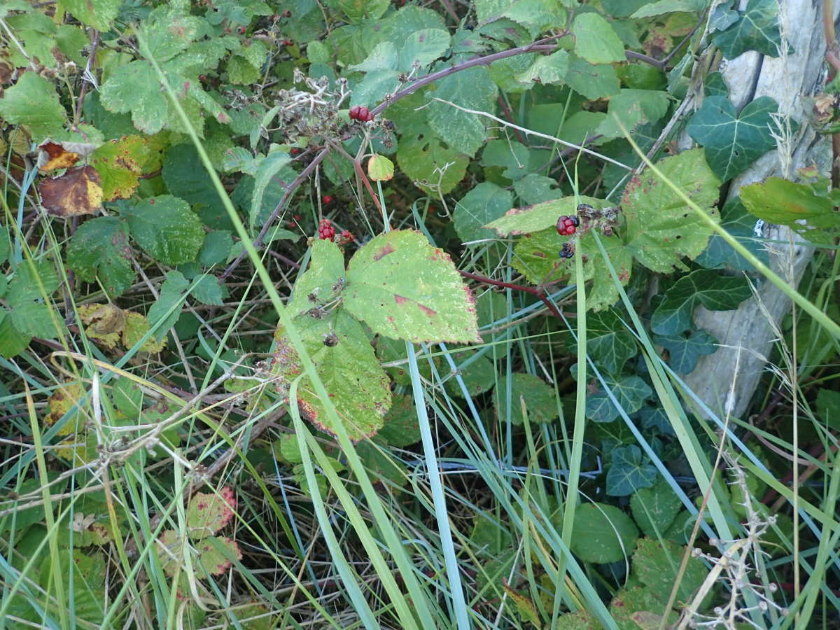 Coast Bramble Pigmy (Ectoedemia erythrogenella) photographed at New Downs, Sandwich   by Dave Shenton 