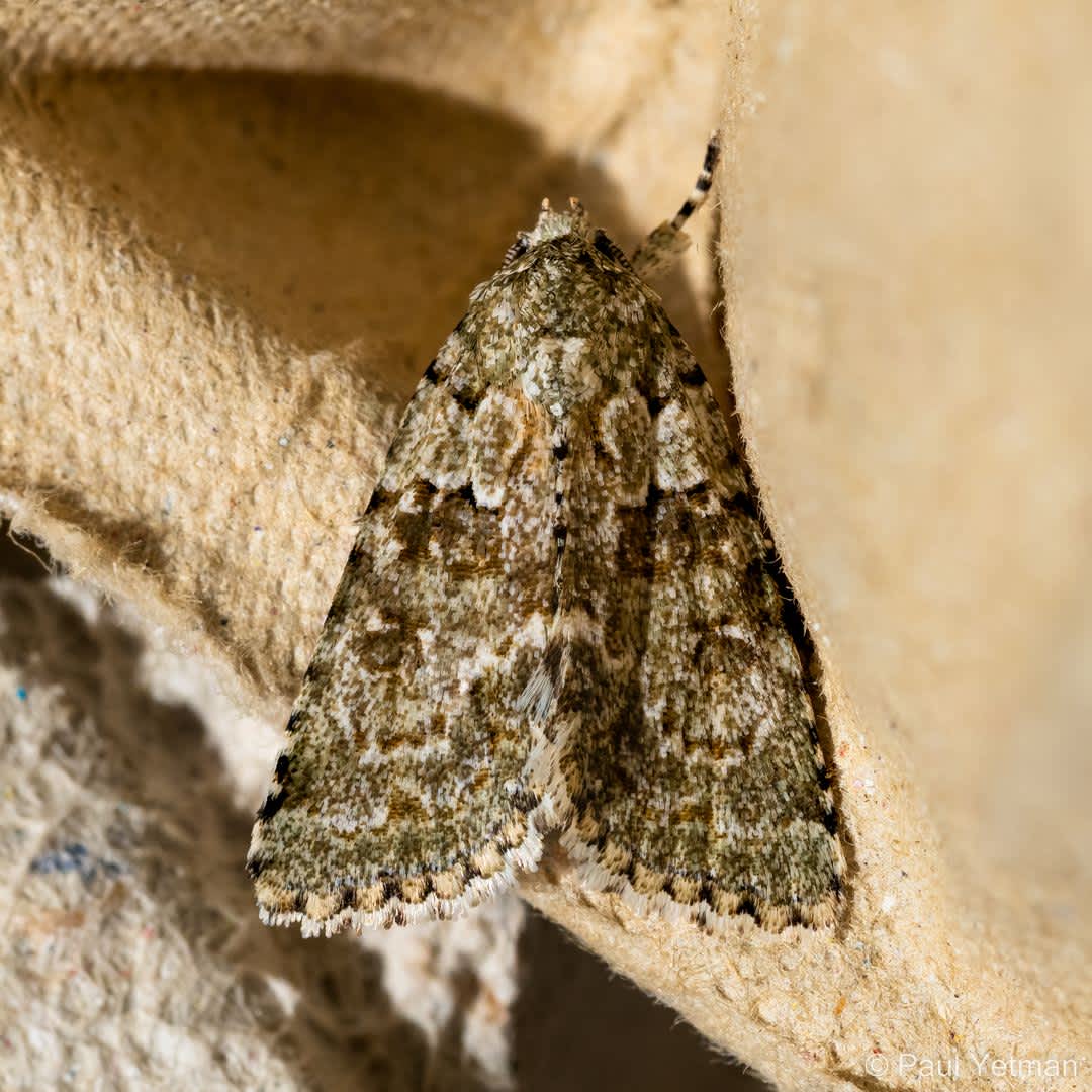 Marbled Green (Nyctobrya muralis) photographed in Kent by Paul Yetman 
