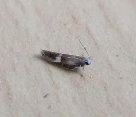 African Sober (Aproaerema polychromella) photographed at Rainham by Andy Millar