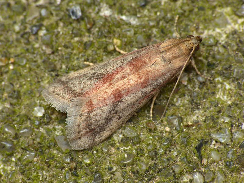 False Cacao Moth (Ephestia woodiella) photographed at Margate by Chris Manley 