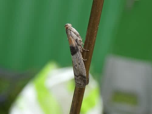 New Poplar Knot-horn (Sciota rhenella) photographed in Kent by Tony King