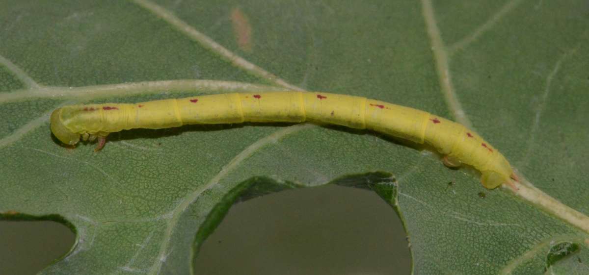 Red-green Carpet (Chloroclysta siterata) photographed at Packing Wood  by Alan Stubbs 