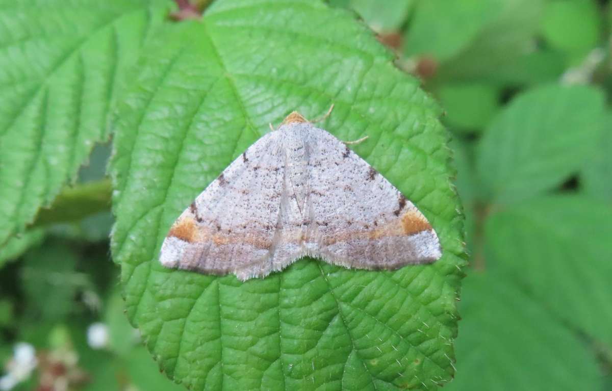 Tawny-barred Angle (Macaria liturata) photographed in Kent by Alan Ford
