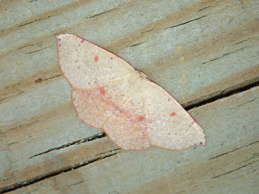 Blair's Mocha (Cyclophora puppillaria) photographed in Kent by Darren Taylor 