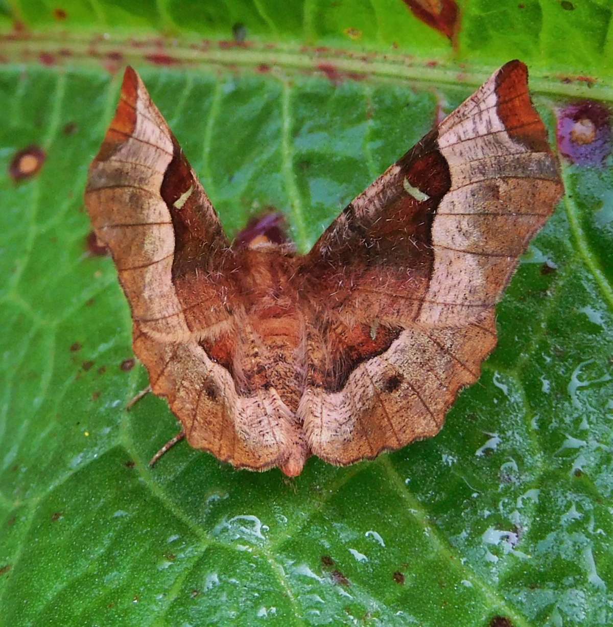 Purple Thorn (Selenia tetralunaria) photographed in Kent by John Dale 