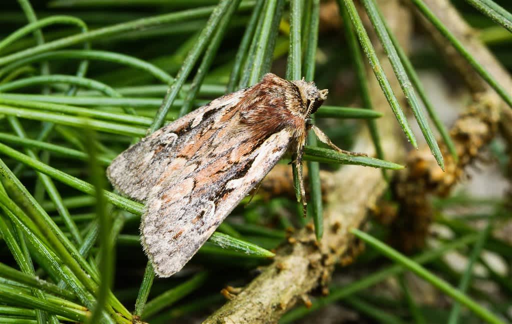 Heath Rustic (Xestia agathina) photographed in Kent by Carol Strafford 